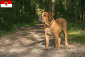Read more about the article Hodowcy i szczenięta Boerboel w Brandenburgia