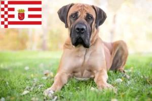 Read more about the article Hodowcy i szczenięta Boerboel w Brema