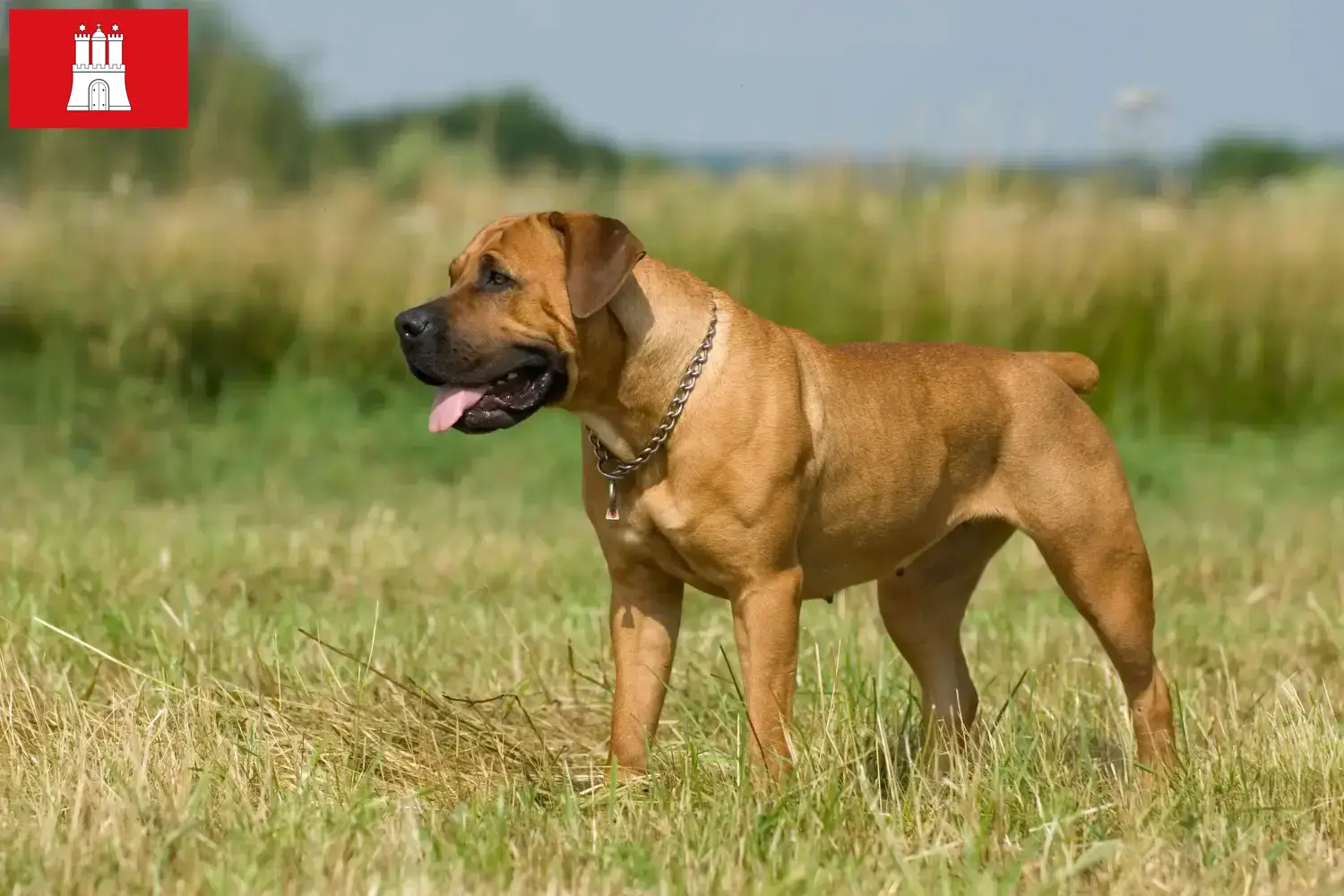 Read more about the article Boerboel hodowcy i szczenięta w Hamburg