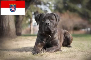 Read more about the article Hodowcy i szczenięta Boerboel w Hesja