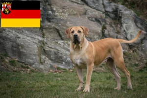 Read more about the article Hodowcy i szczenięta Boerboel w Nadrenia-Palatynat