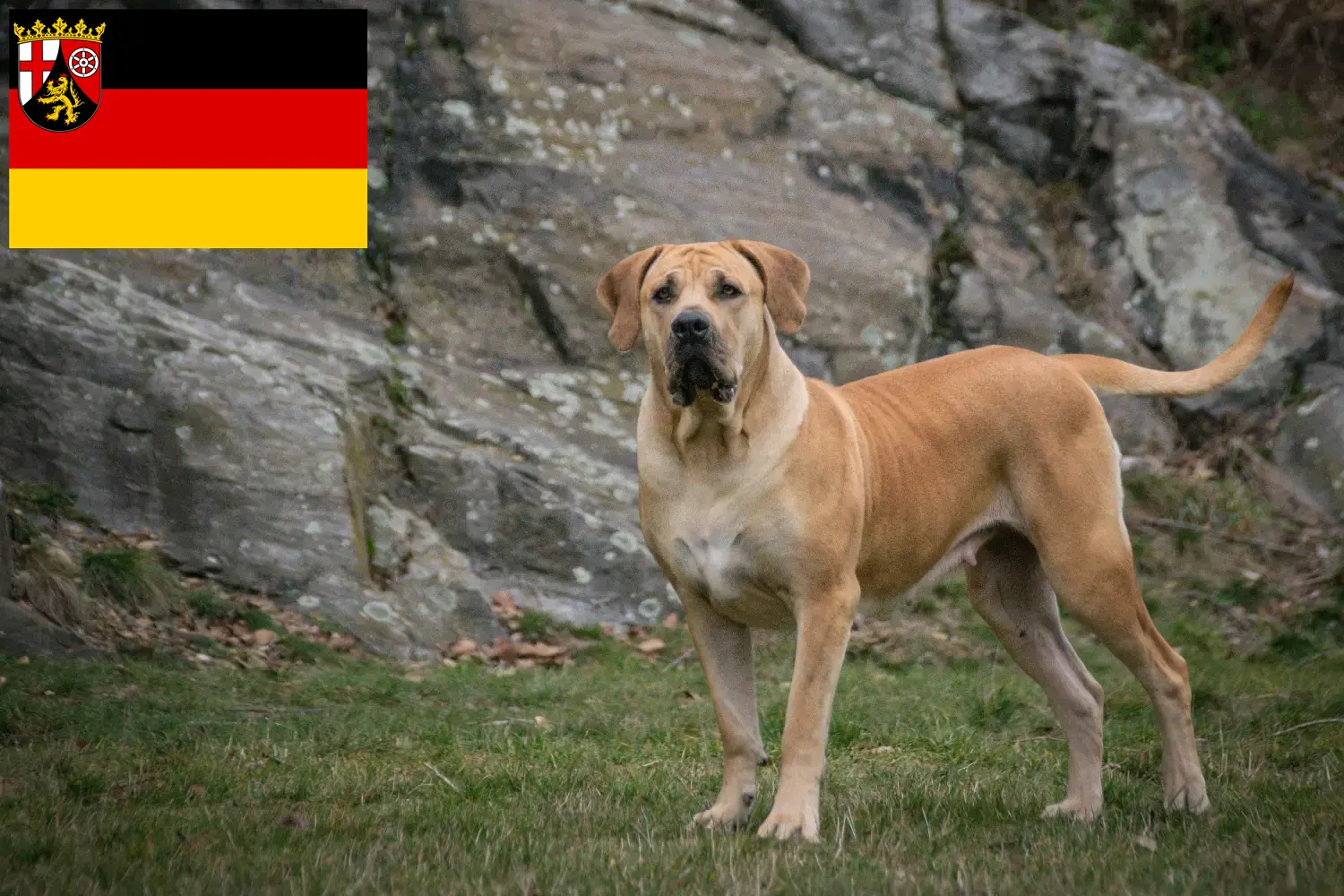 Read more about the article Hodowcy i szczenięta Boerboel w Nadrenia-Palatynat