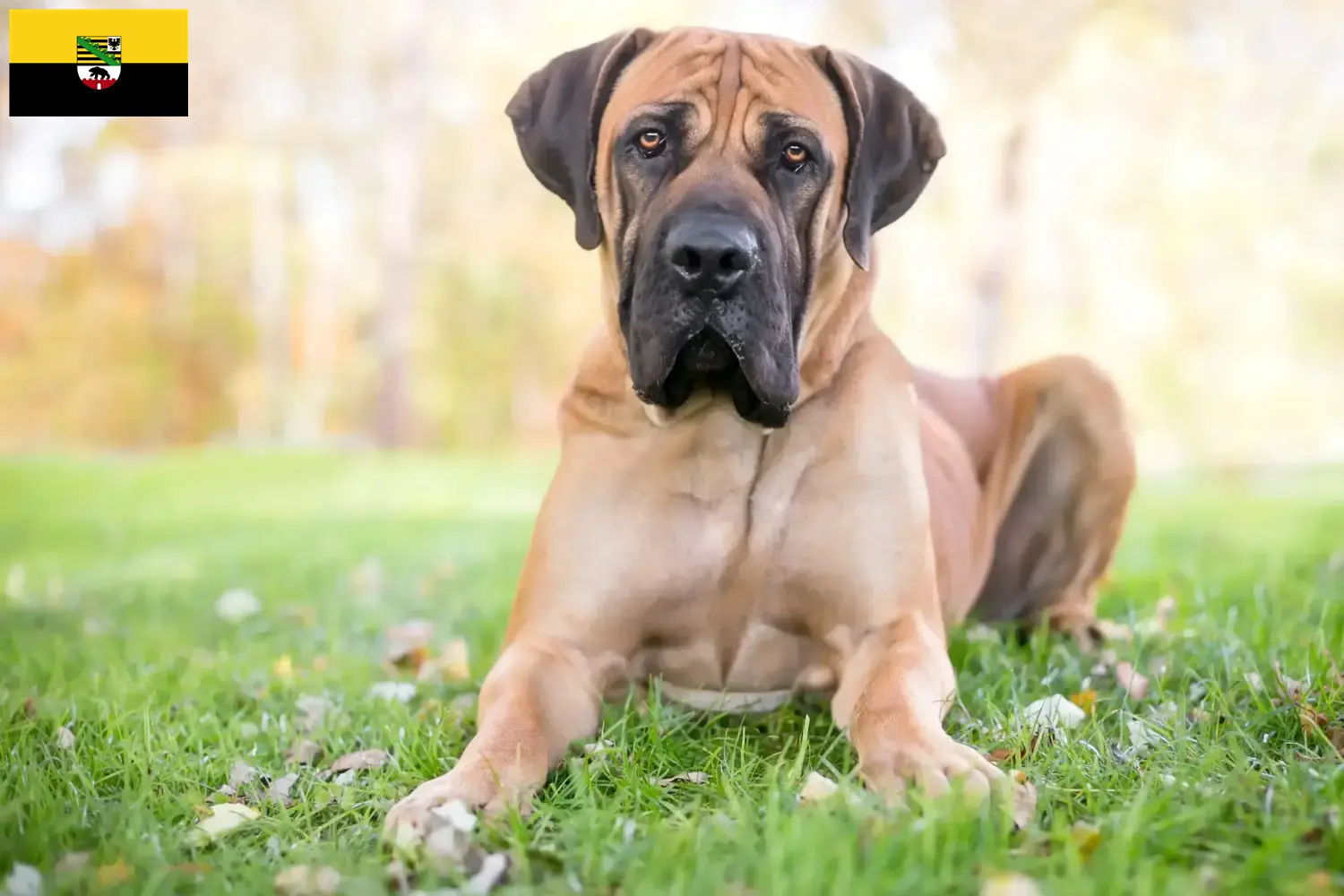 Read more about the article Hodowcy i szczenięta Boerboel w Saksonia-Anhalt