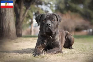 Read more about the article Hodowcy i szczenięta Boerboel w Szlezwik-Holsztyn