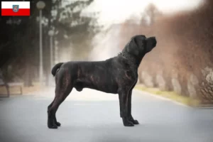 Read more about the article Hodowcy i szczenięta Boerboel w Turyngia