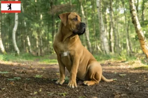 Read more about the article Hodowcy i szczenięta boerboel w Berlin