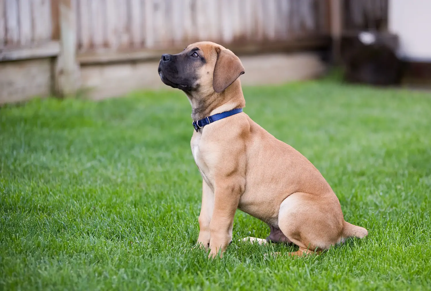 Kupno szczeniaka rasy Boerboel oznacza wzięcie na siebie odpowiedzialności! Kup szczenięta rasy Boerboel.