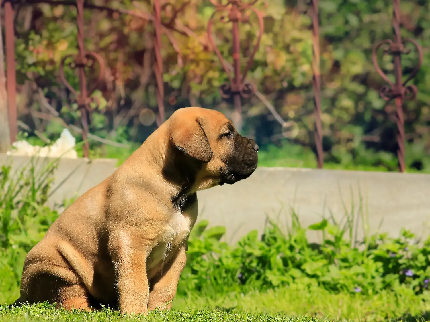 Kupno szczeniaka rasy Boerboel oznacza wzięcie na siebie odpowiedzialności! Kup szczenięta rasy Boerboel.