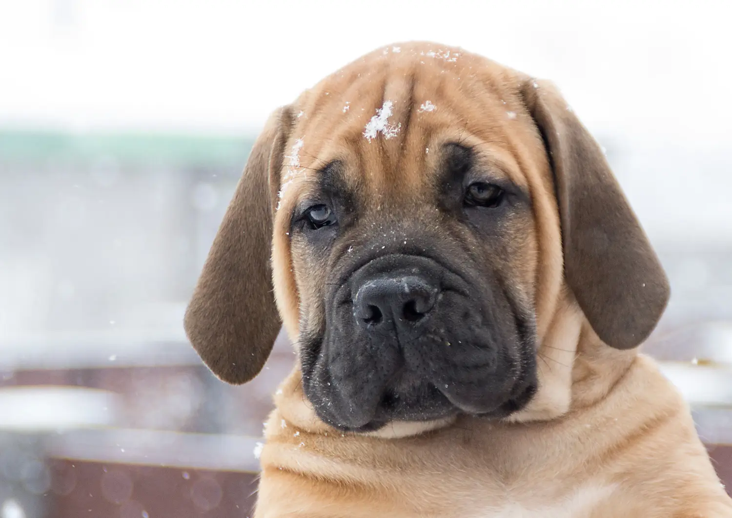 Kupno szczeniaka rasy Boerboel oznacza wzięcie na siebie odpowiedzialności! Kup szczenięta rasy Boerboel.