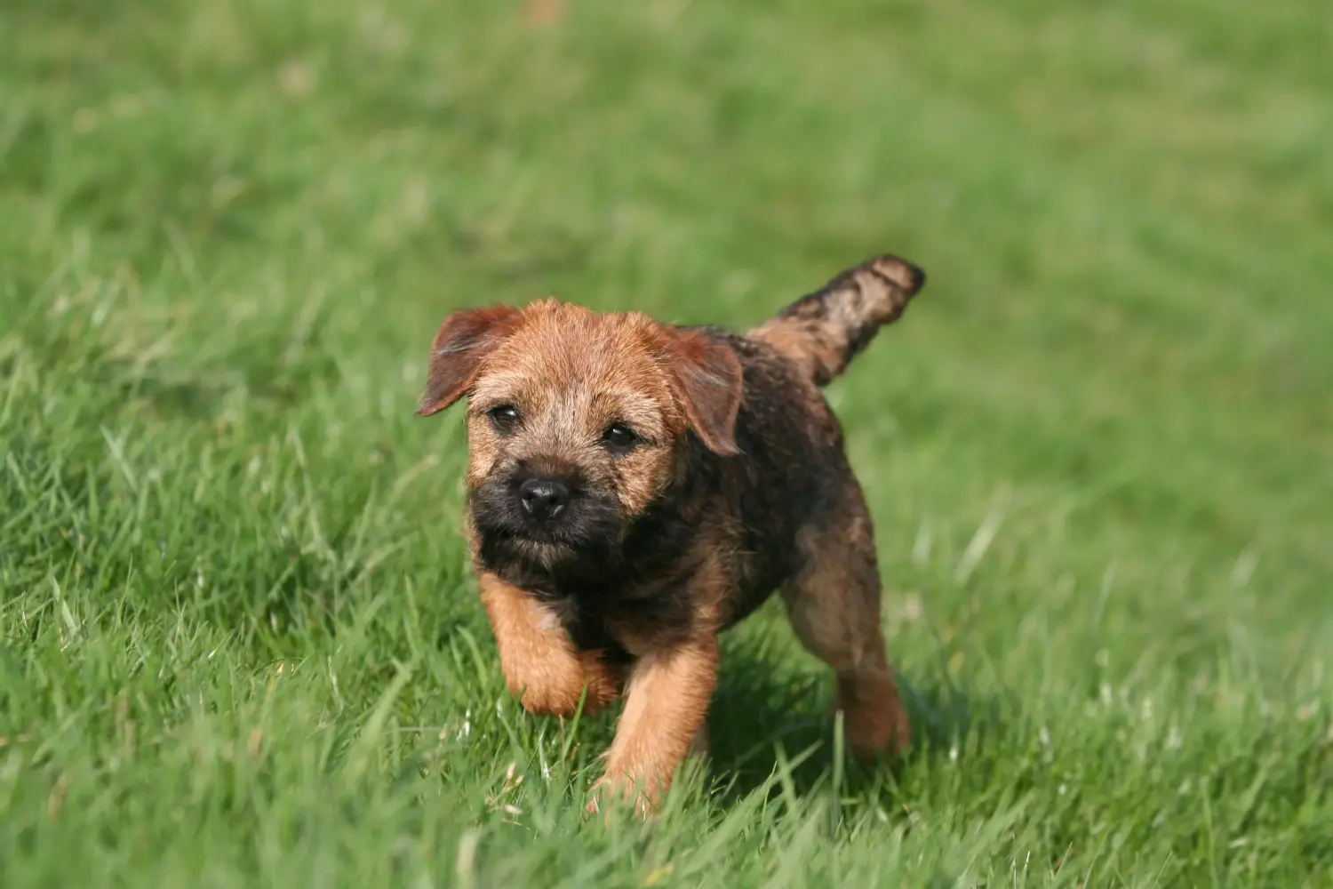 Kupno szczeniaka Border Terriera oznacza wzięcie na siebie odpowiedzialności! Kup szczenięta rasy Border Terrier.