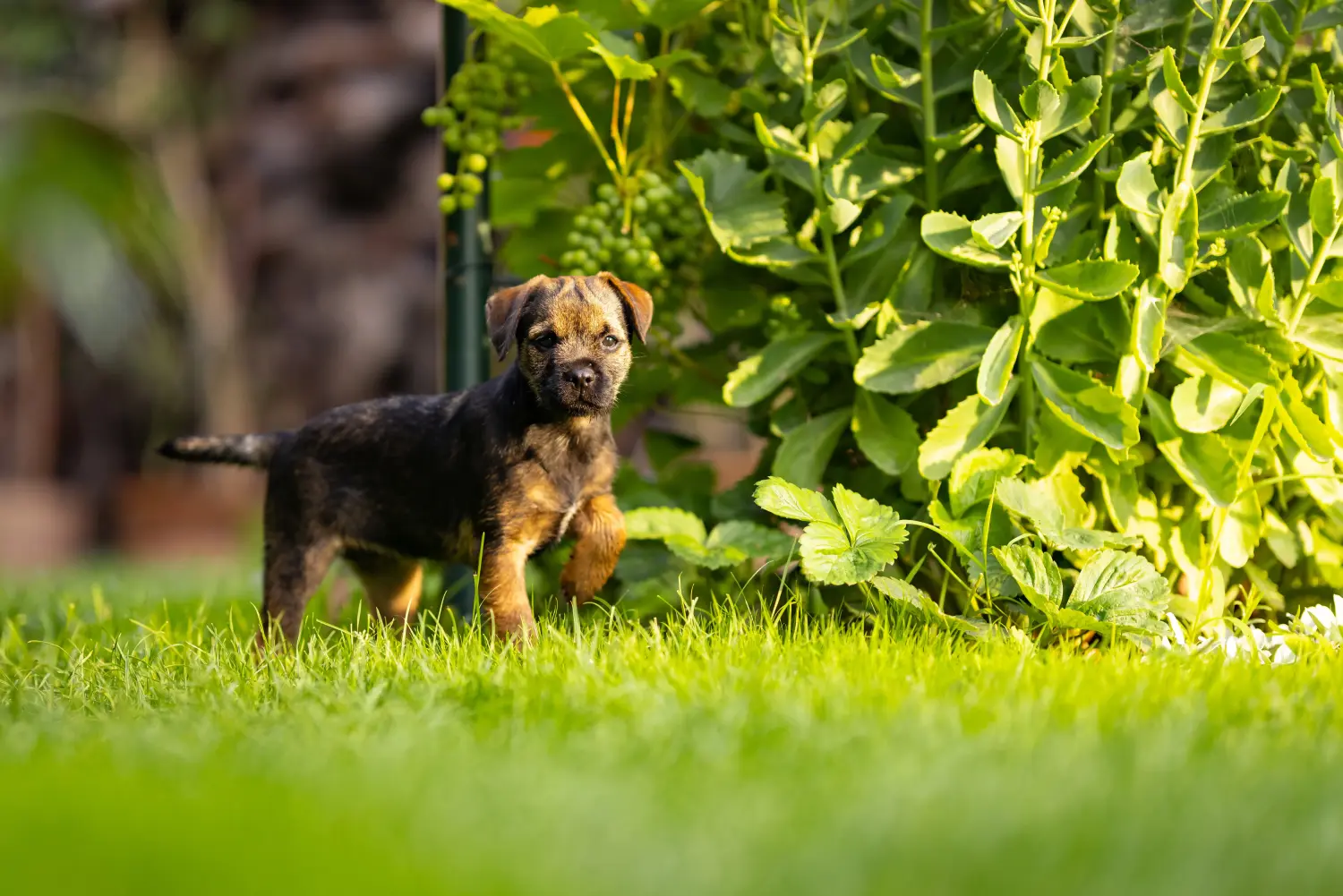 Kupno szczeniaka Border Terriera oznacza wzięcie na siebie odpowiedzialności! Kup szczenięta rasy Border Terrier.
