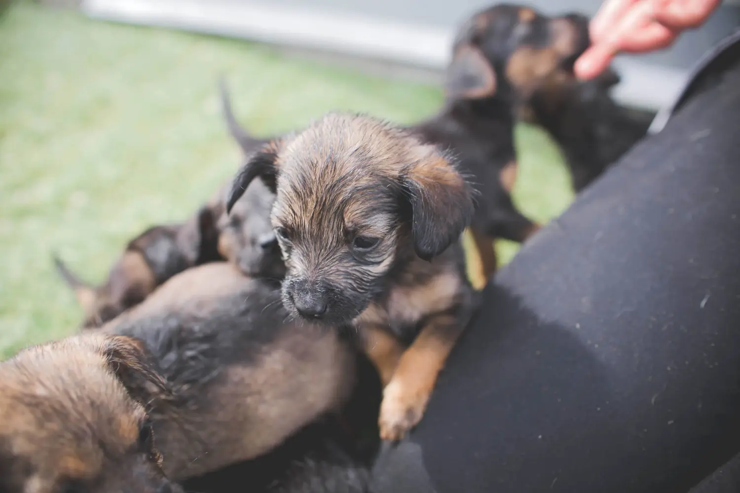 Kupno szczeniaka Border Terriera oznacza wzięcie na siebie odpowiedzialności! Kup szczenięta rasy Border Terrier.