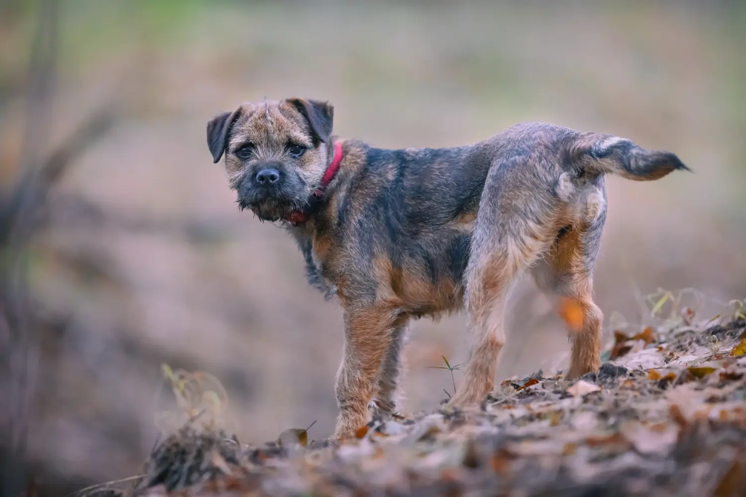 Kupno szczeniaka Border Terriera oznacza wzięcie na siebie odpowiedzialności! Kup szczenięta rasy Border Terrier.