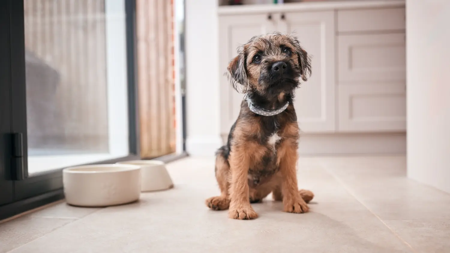 Kupno szczeniaka Border Terriera oznacza wzięcie na siebie odpowiedzialności! Kup szczenięta rasy Border Terrier.