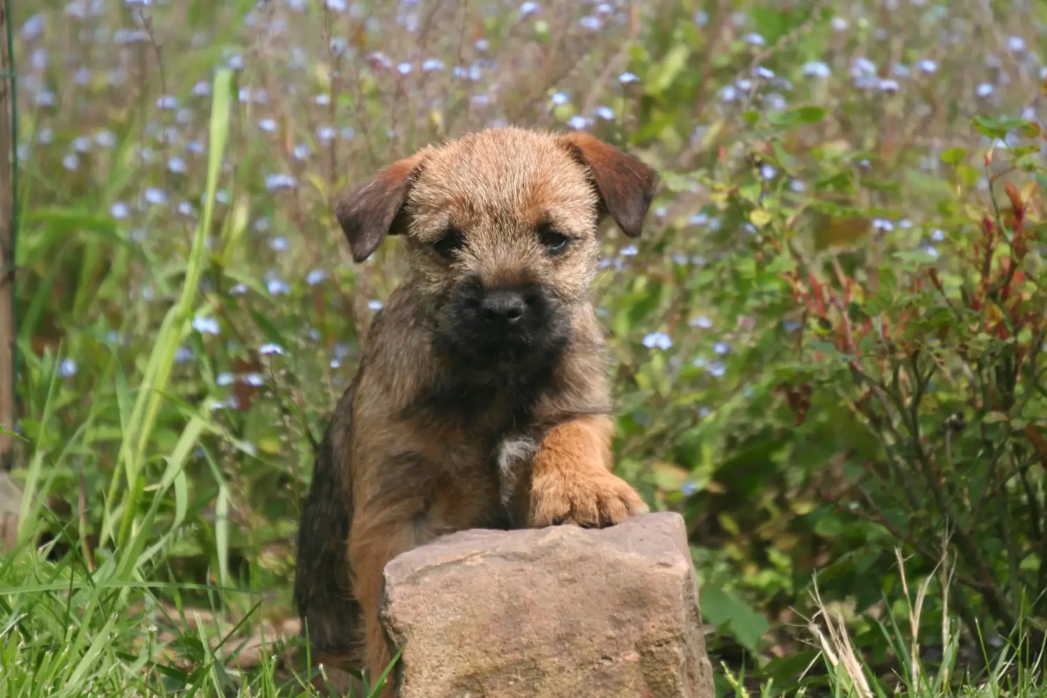 Kupno szczeniaka Border Terriera oznacza wzięcie na siebie odpowiedzialności! Kup szczenięta rasy Border Terrier.