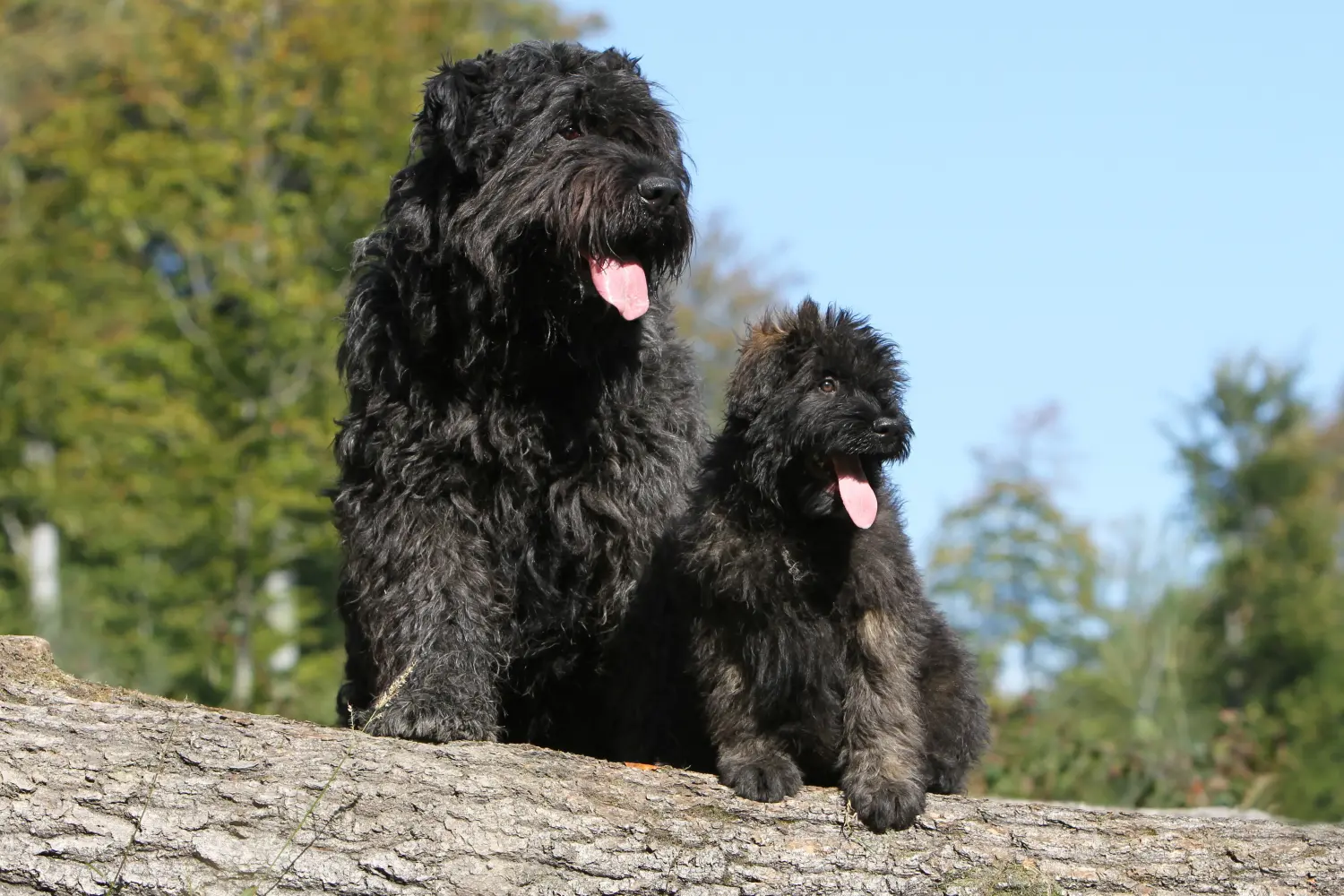 Kupno szczeniaka rasy Bouvier des Flandres oznacza wzięcie na siebie odpowiedzialności! Kup szczenięta Bouvier des Flandres.