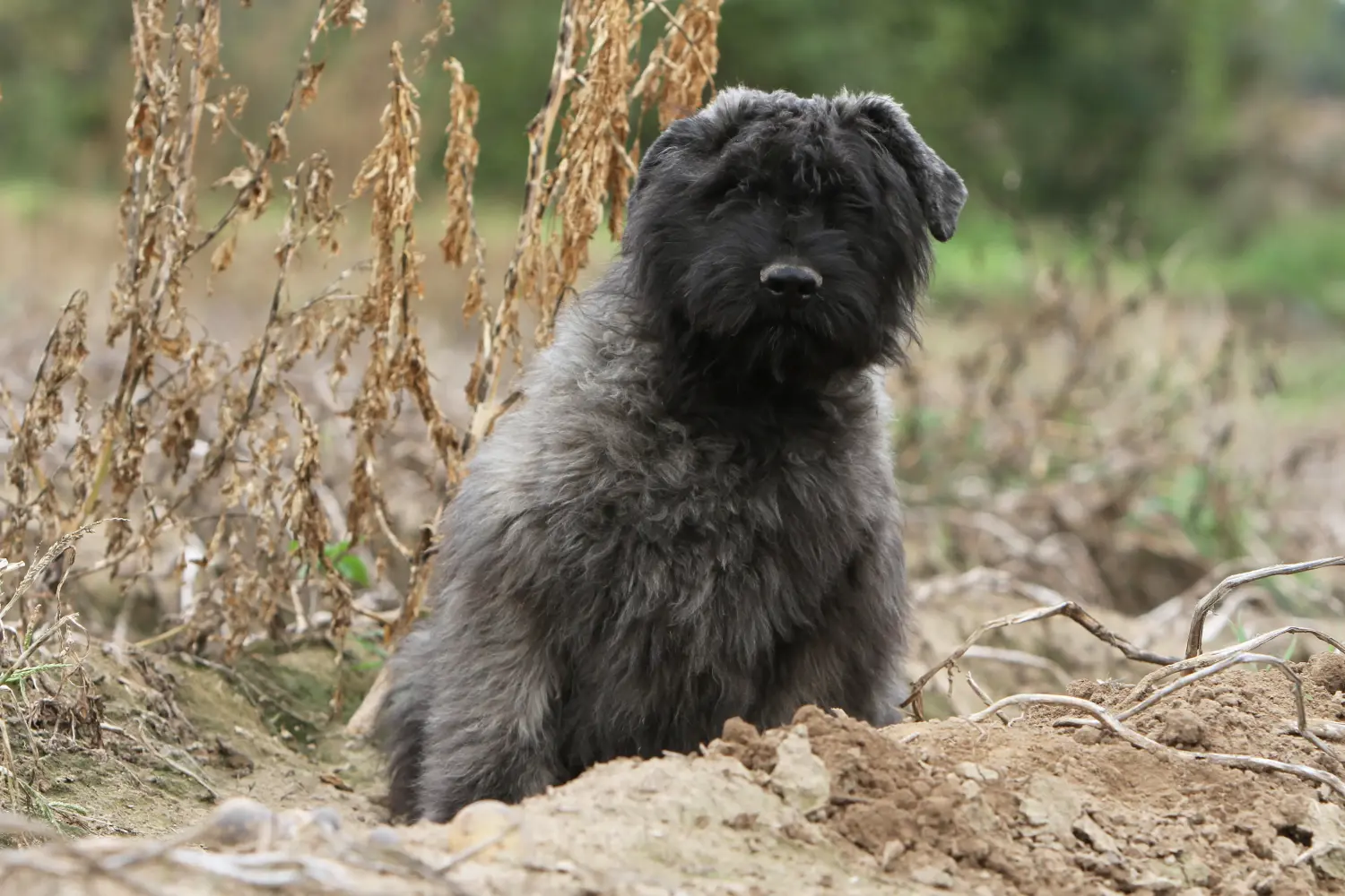 Kupno szczeniaka rasy Bouvier des Flandres oznacza wzięcie na siebie odpowiedzialności! Kup szczenięta Bouvier des Flandres.