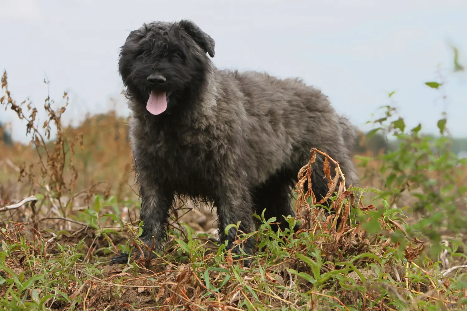 Kupno szczeniaka rasy Bouvier des Flandres oznacza wzięcie na siebie odpowiedzialności! Kup szczenięta Bouvier des Flandres.