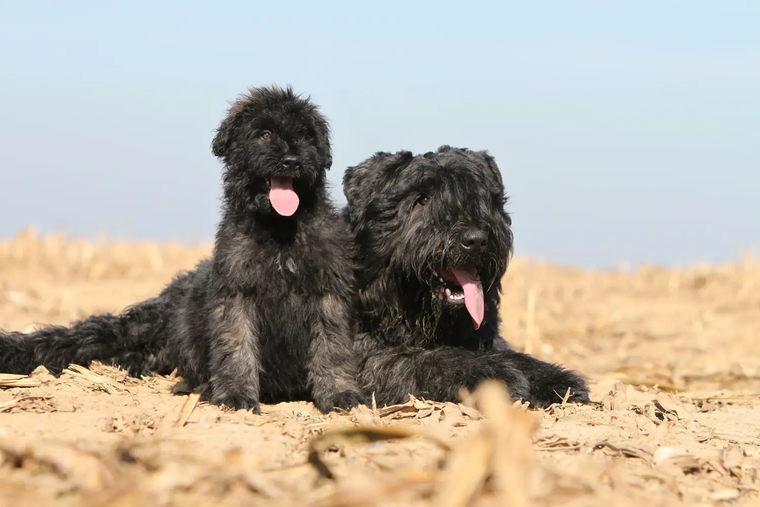 Kupno szczeniaka rasy Bouvier des Flandres oznacza wzięcie na siebie odpowiedzialności! Kup szczenięta Bouvier des Flandres.