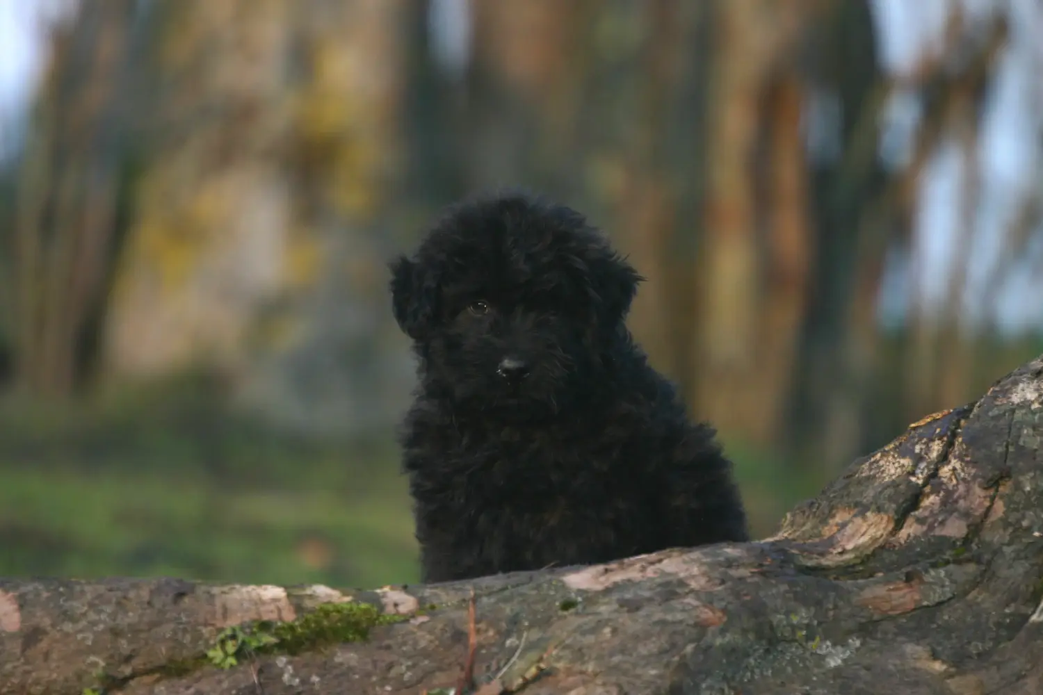 Kupno szczeniaka rasy Bouvier des Flandres oznacza wzięcie na siebie odpowiedzialności! Kup szczenięta Bouvier des Flandres.