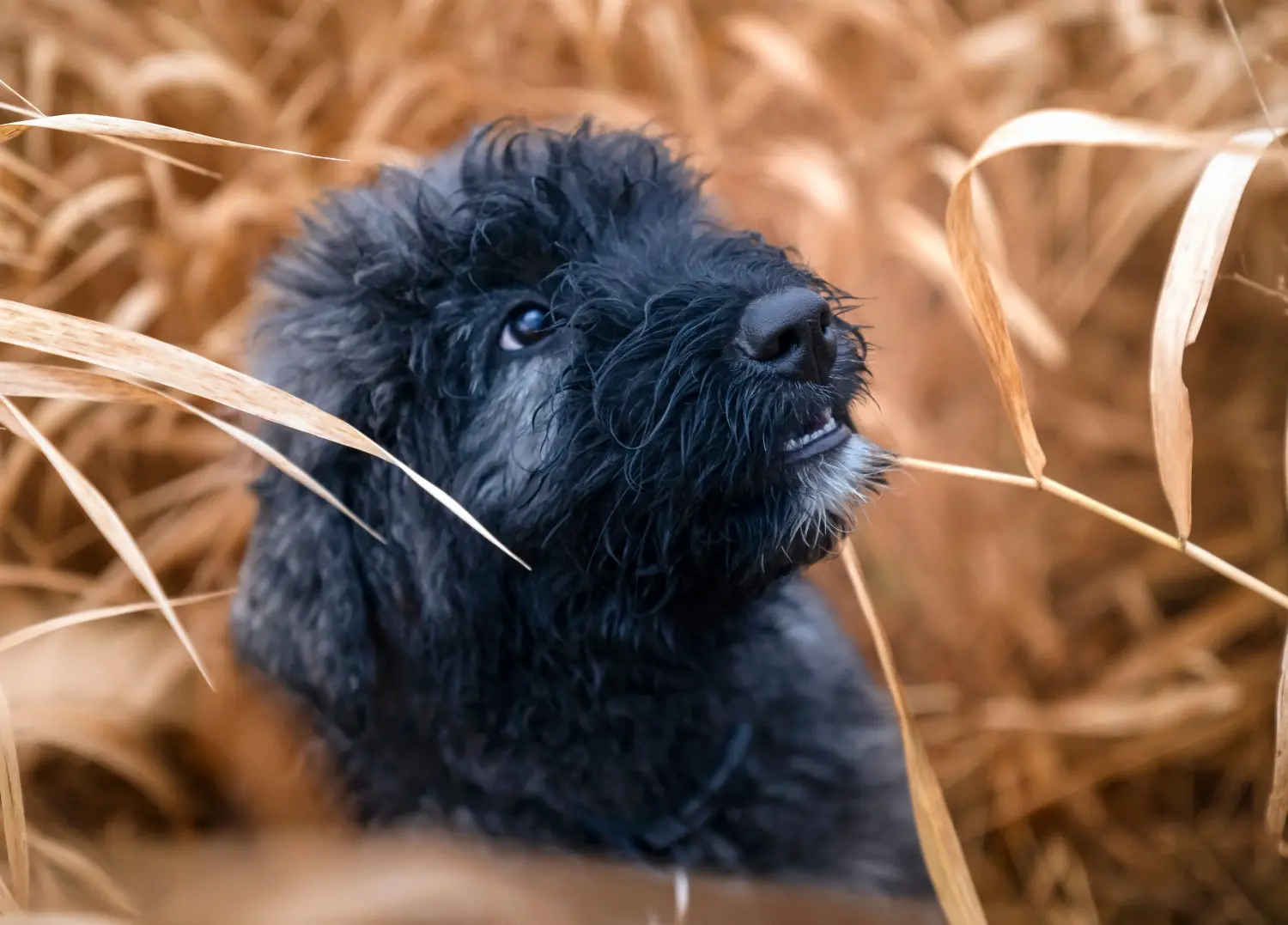 Kupno szczeniaka rasy Bouvier des Flandres oznacza wzięcie na siebie odpowiedzialności! Kup szczenięta Bouvier des Flandres.