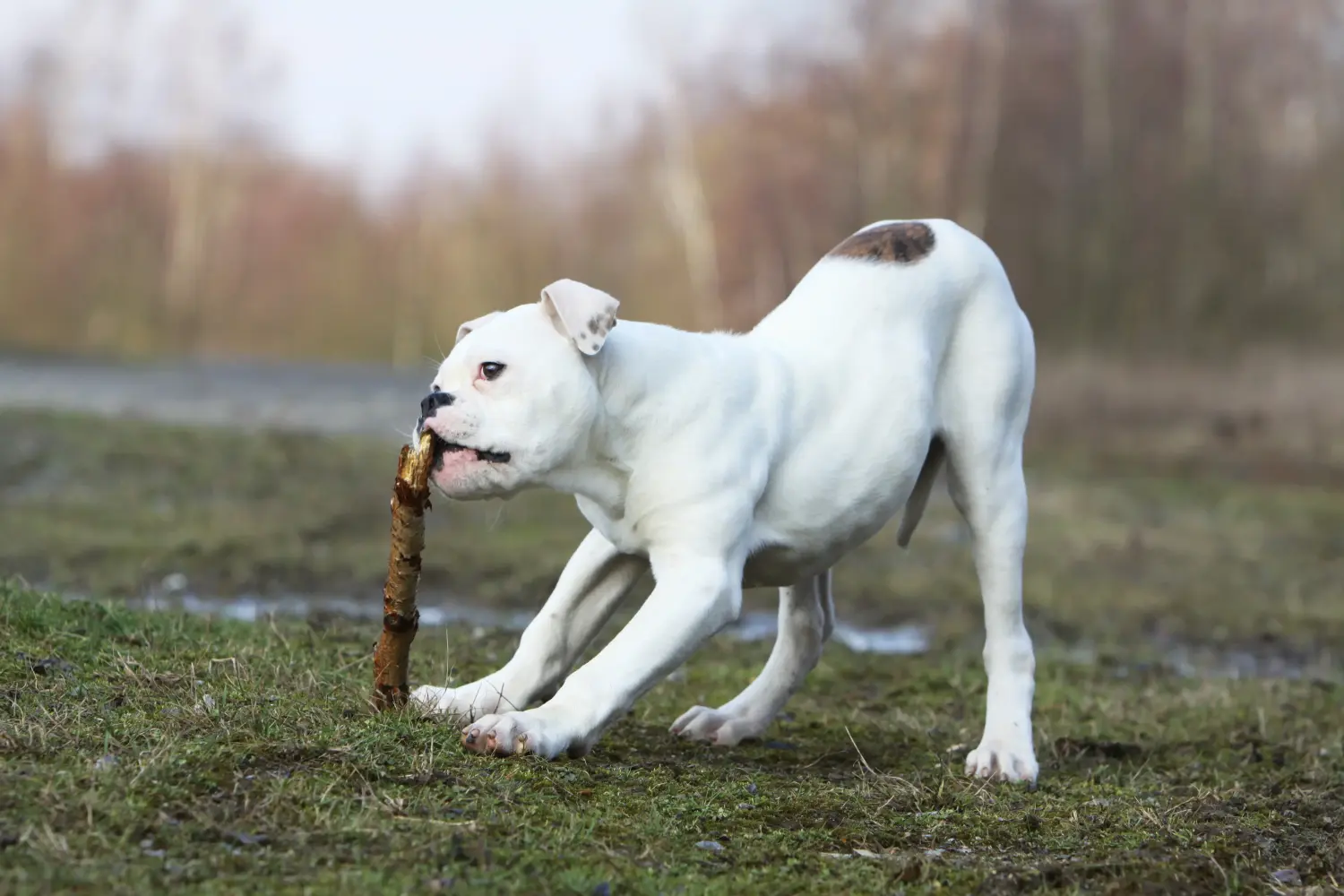 Kupno szczeniaka buldoga amerykańskiego oznacza wzięcie na siebie odpowiedzialności! Kup szczenięta buldoga amerykańskiego.