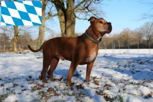 Read more about the article Hodowcy i szczenięta Buldog angielski staroangielski w Bawaria