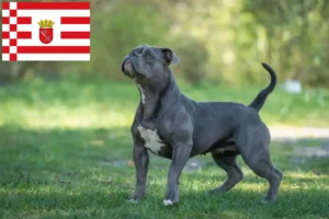Read more about the article Hodowca buldogów staroangielskich i szczeniąt w Brema