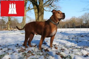 Read more about the article Hodowca buldogów staroangielskich i szczeniąt w Hamburg
