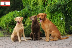 Read more about the article Chesapeake Bay Retriever hodowcy i szczenięta w Berlin