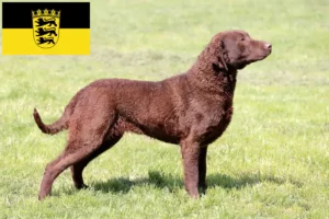 Read more about the article Hodowcy i szczenięta Chesapeake Bay Retriever w Badenia-Wirtembergia