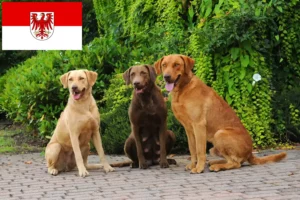 Read more about the article Chesapeake Bay Retriever hodowcy i szczenięta w Brandenburg