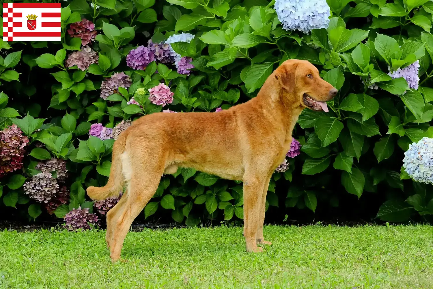 Chesapeake Bay Retriever szczenięta i hodowcy Brema Znajdź hodowców Chesapeake Bay Retriever w Brema.