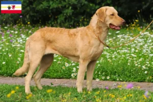 Read more about the article Hodowcy i szczenięta Chesapeake Bay Retriever w Meklemburgia-Pomorze Przednie