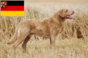 Read more about the article Hodowcy i szczenięta Chesapeake Bay Retriever w Nadrenia-Palatynat