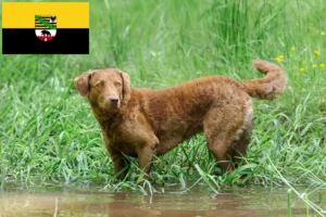 Read more about the article Hodowcy i szczenięta Chesapeake Bay Retriever w Saksonia-Anhalt