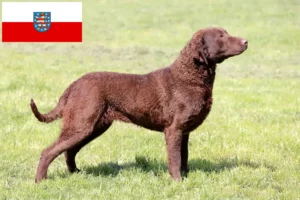 Read more about the article Hodowcy i szczenięta Chesapeake Bay Retriever w Turyngia