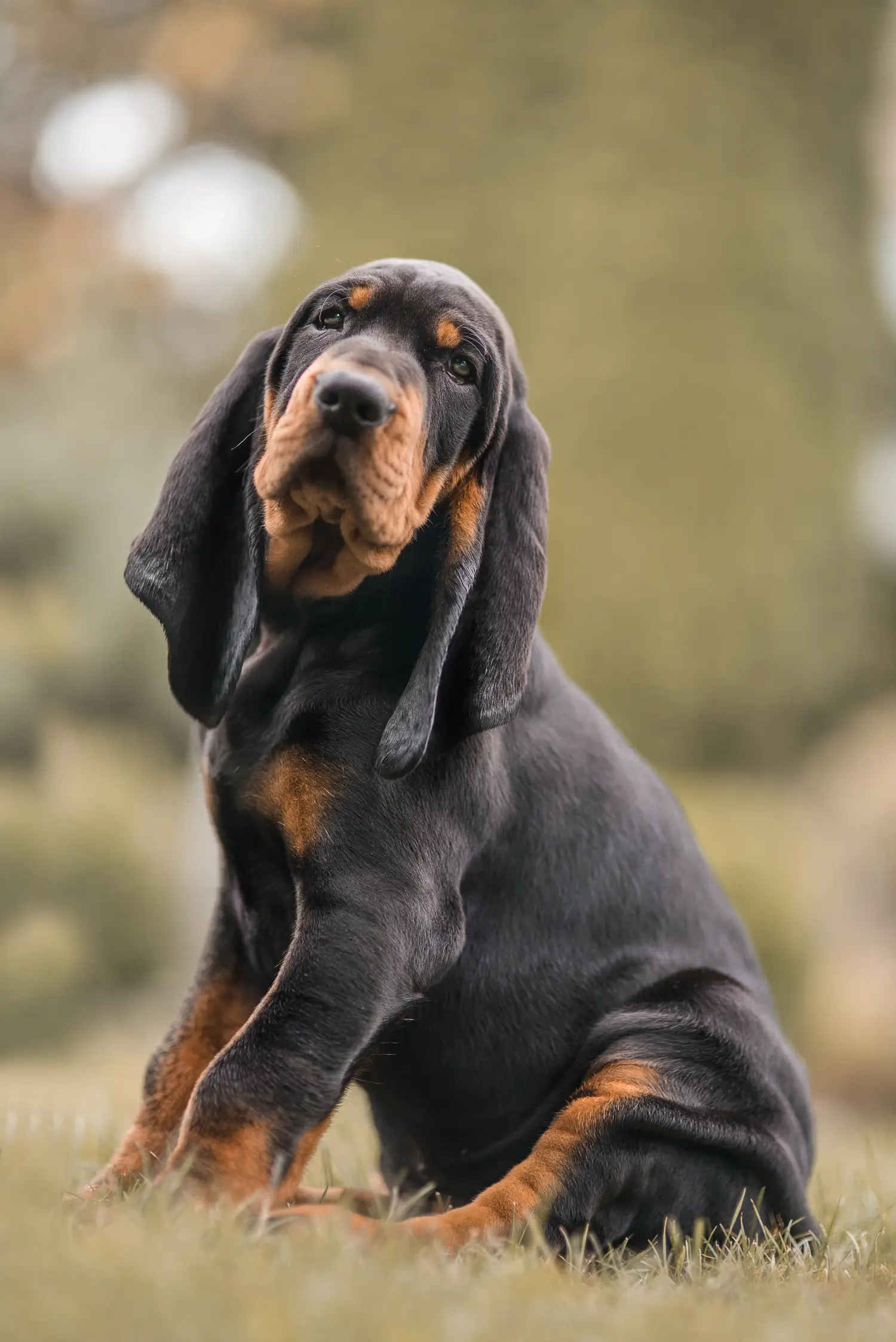 Kupno szczeniaka rasy Black and Tan Coonhound oznacza wzięcie na siebie odpowiedzialności! Kup szczenięta rasy Coonhound czarny i podpalany.