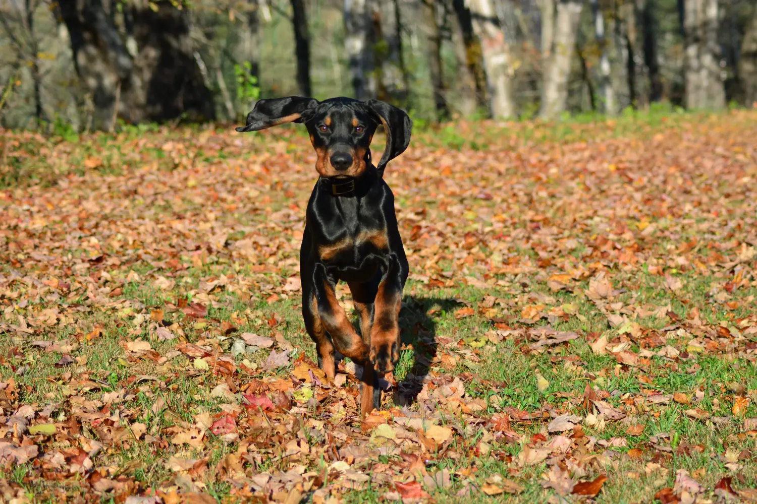 Kupno szczeniaka rasy Black and Tan Coonhound oznacza wzięcie na siebie odpowiedzialności! Kup szczenięta rasy Coonhound czarny i podpalany.