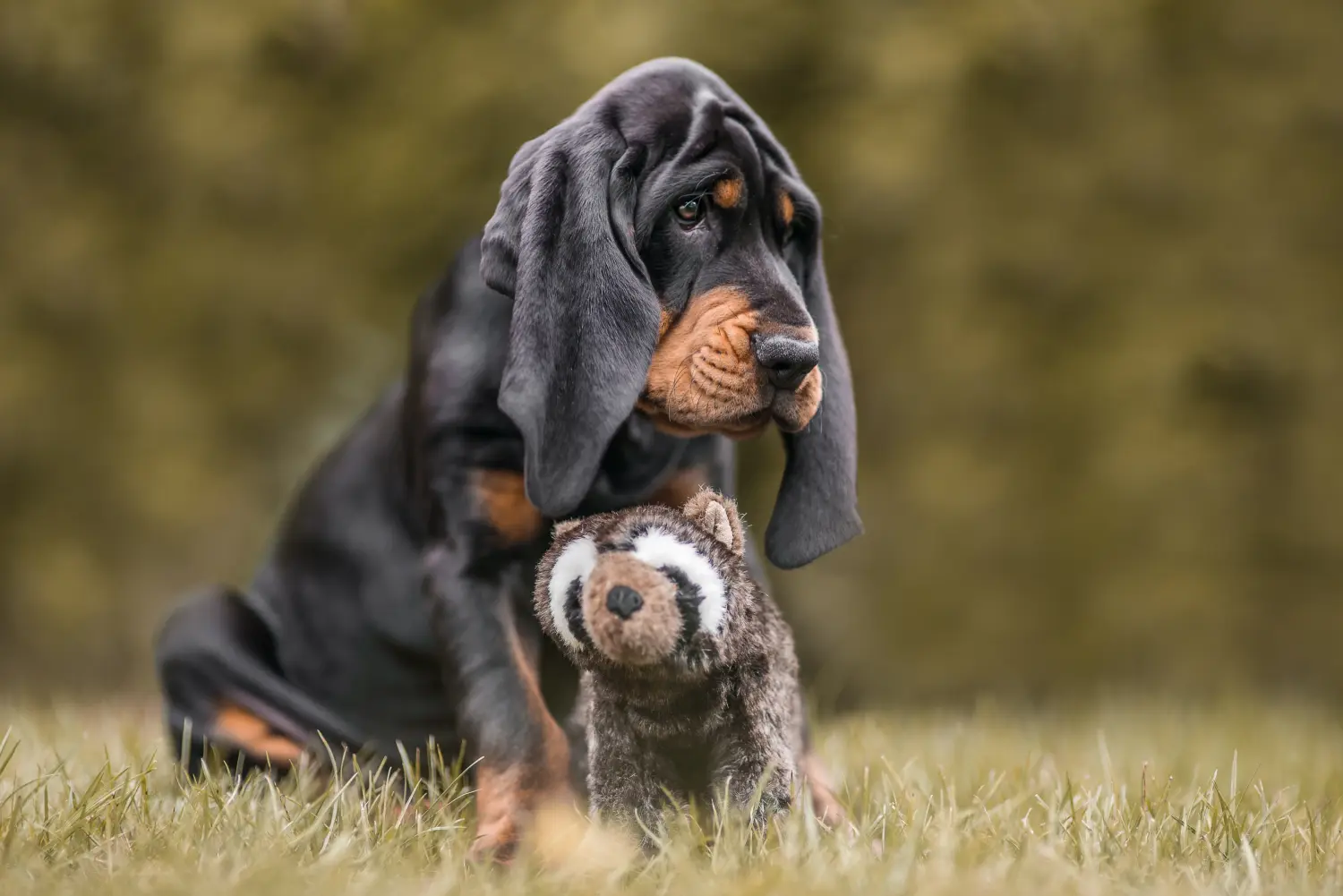 Kupno szczeniaka rasy Black and Tan Coonhound oznacza wzięcie na siebie odpowiedzialności! Kup szczenięta rasy Coonhound czarny i podpalany.