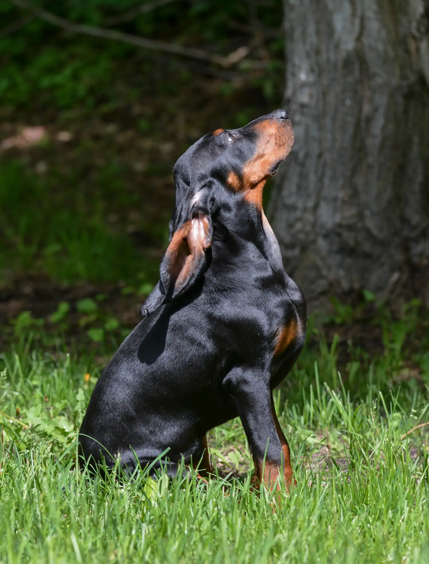 Kupno szczeniaka rasy Black and Tan Coonhound oznacza wzięcie na siebie odpowiedzialności! Kup szczenięta rasy Coonhound czarny i podpalany.
