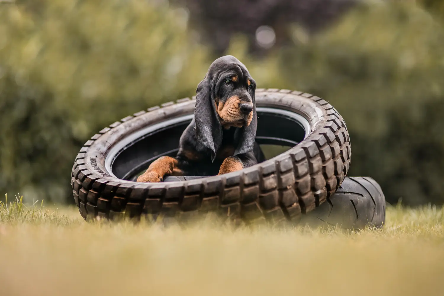 Kupno szczeniaka rasy Black and Tan Coonhound oznacza wzięcie na siebie odpowiedzialności! Kup szczenięta rasy Coonhound czarny i podpalany.