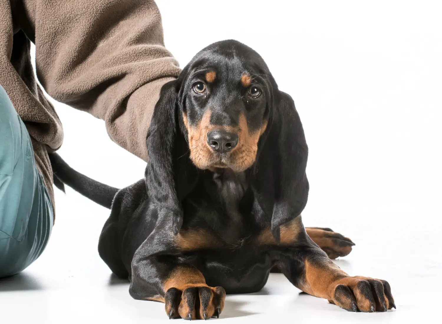 Kupno szczeniaka rasy Black and Tan Coonhound oznacza wzięcie na siebie odpowiedzialności! Kup szczenięta rasy Coonhound czarny i podpalany.