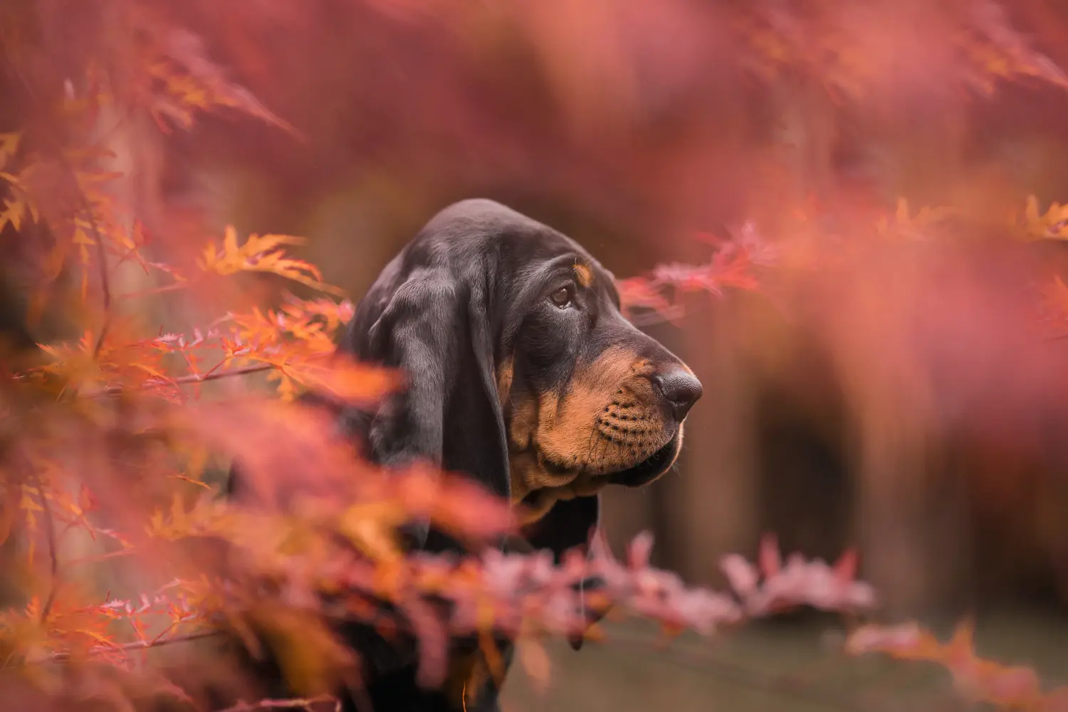 Kupno szczeniaka rasy Black and Tan Coonhound oznacza wzięcie na siebie odpowiedzialności! Kup szczenięta rasy Coonhound czarny i podpalany.
