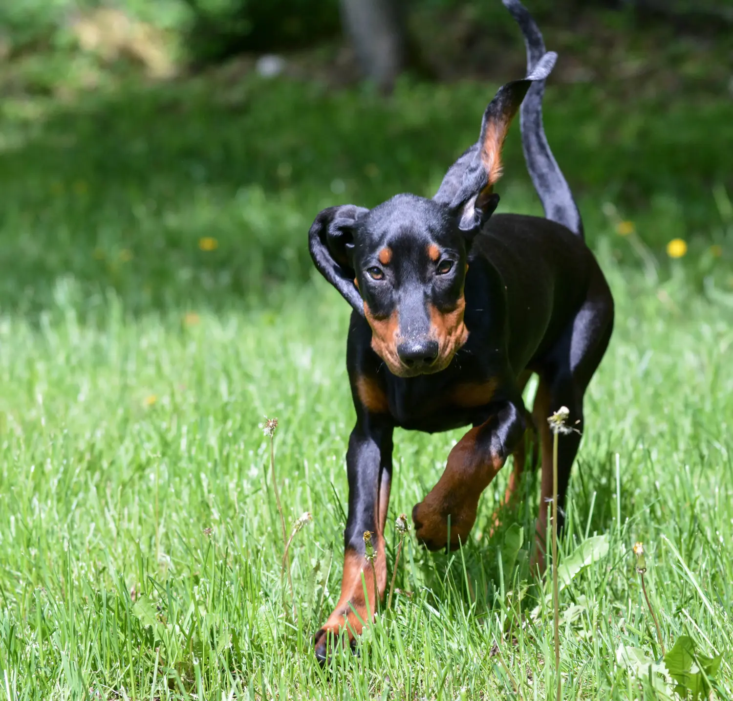 Kupno szczeniaka rasy Black and Tan Coonhound oznacza wzięcie na siebie odpowiedzialności! Kup szczenięta rasy Coonhound czarny i podpalany.