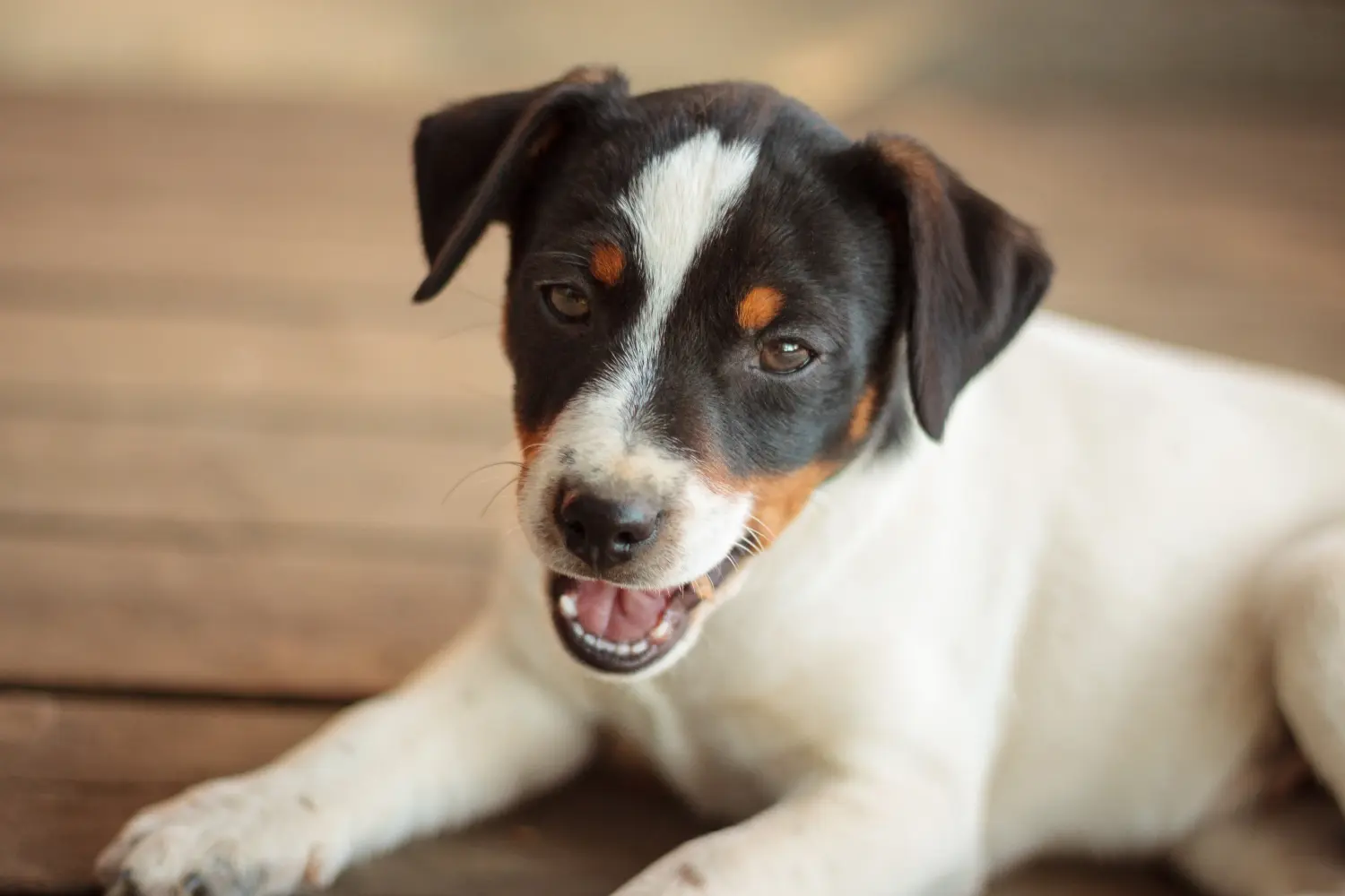 Kupno szczeniaka rasy duńsko-szwedzki pies pasterski oznacza wzięcie na siebie odpowiedzialności! Kup duńsko-szwedzkie szczenięta rasy Farmdog.