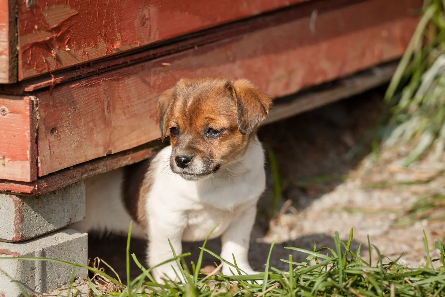 Kupno szczeniaka rasy duńsko-szwedzki pies pasterski oznacza wzięcie na siebie odpowiedzialności! Kup duńsko-szwedzkie szczenięta rasy Farmdog.