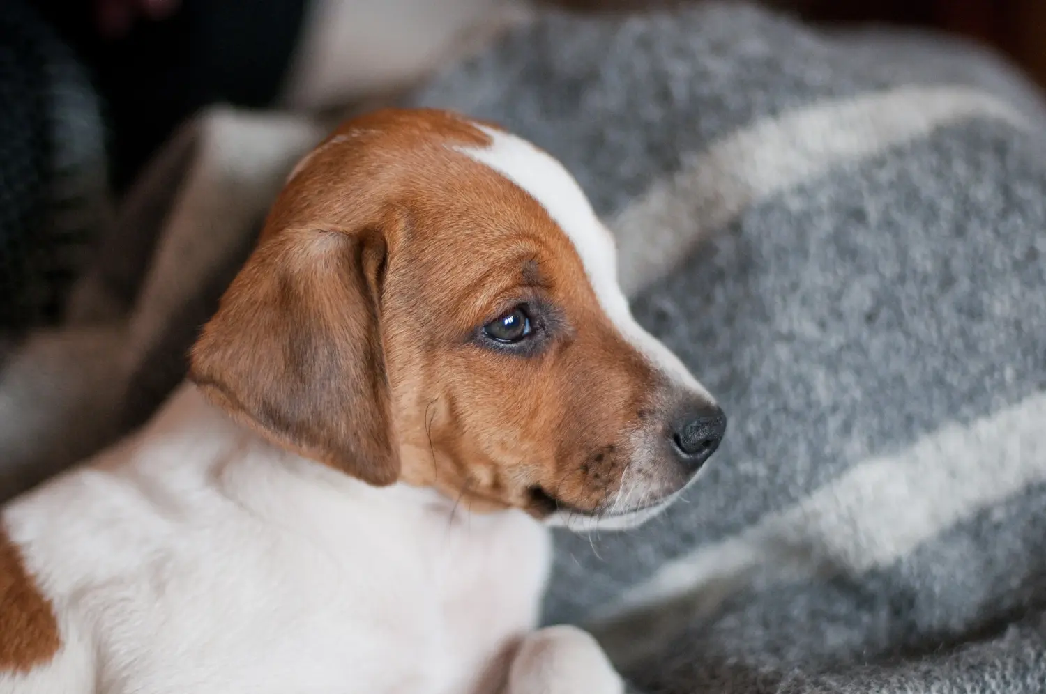 Kupno szczeniaka rasy duńsko-szwedzki pies pasterski oznacza wzięcie na siebie odpowiedzialności! Kup duńsko-szwedzkie szczenięta rasy Farmdog.