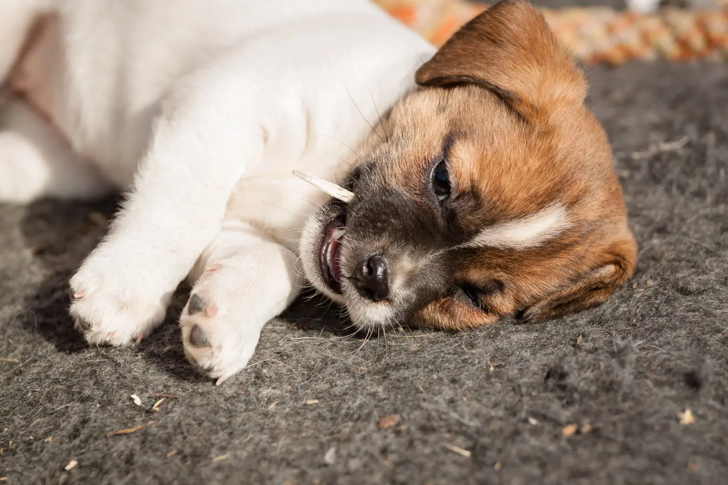 Kupno szczeniaka rasy duńsko-szwedzki pies pasterski oznacza wzięcie na siebie odpowiedzialności! Kup duńsko-szwedzkie szczenięta rasy Farmdog.