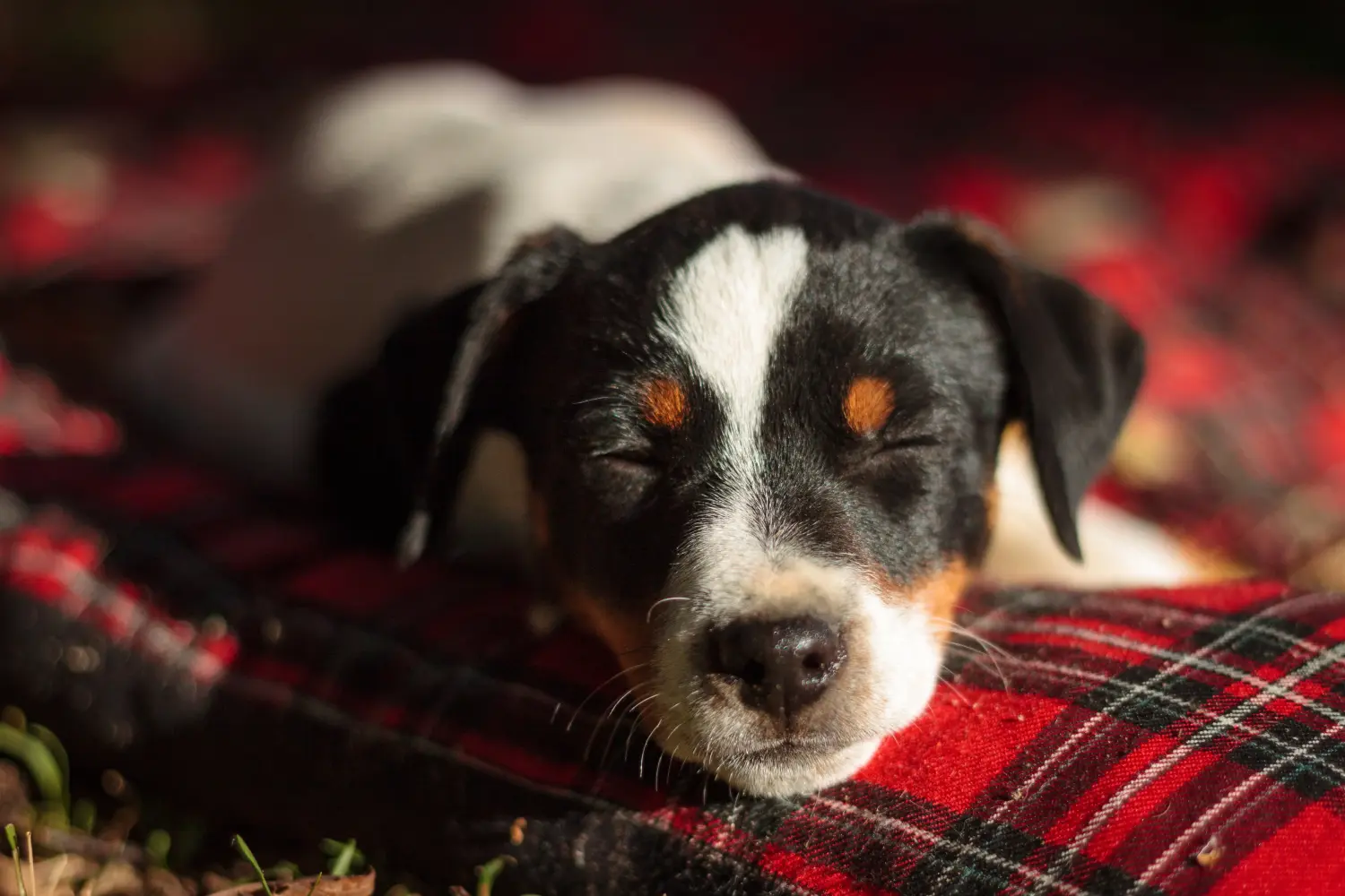 Kupno szczeniaka rasy duńsko-szwedzki pies pasterski oznacza wzięcie na siebie odpowiedzialności! Kup duńsko-szwedzkie szczenięta rasy Farmdog.
